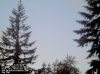 Web Cam Image - Sun, 05/19/2013 1:09am PDT